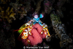 Mantis Shrimp with Eggs at Arthur's Rock in Anilao. Taken... by Marteyne Van Well 